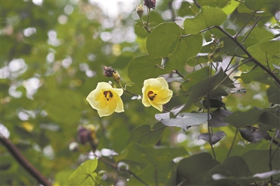 好看好吃又好用 一日兩色的“萬(wàn)年春”開(kāi)花啦！