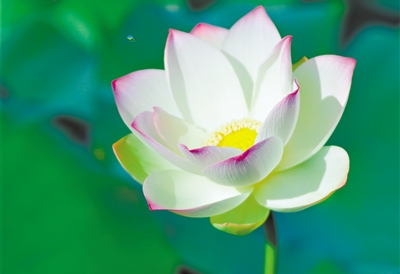 盛夏聽(tīng)風(fēng)賞荷花——南沙濕地十萬(wàn)株荷花盛放迎接荷花節(jié)