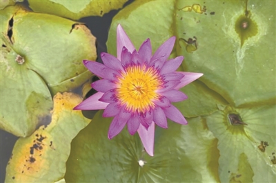 華南國家植物園里水生園生機(jī)勃勃