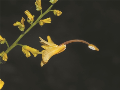 蝎尾蕉、舞花姜、大莪術(shù)——夏日植物園最佳打卡點(diǎn)！