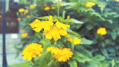 鳥(niǎo)尾花夏日盛放 花瓣宛如鳥(niǎo)兒微張上翹的尾翼
