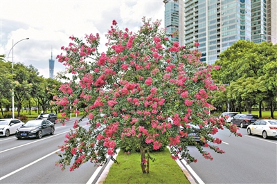 盛夏綠遮眼 此花滿(mǎn)堂紅——它是“獨(dú)占芳菲”的小葉紫薇