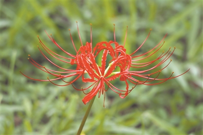 “曼珠沙華”紅艷似火——石蒜開花 即將迎來“高光時刻”