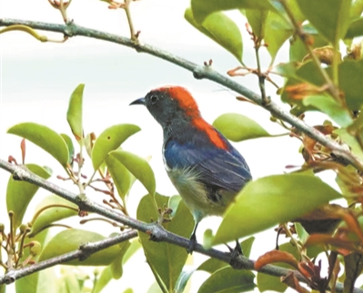 朱背啄花鳥 杜鵑園亮相