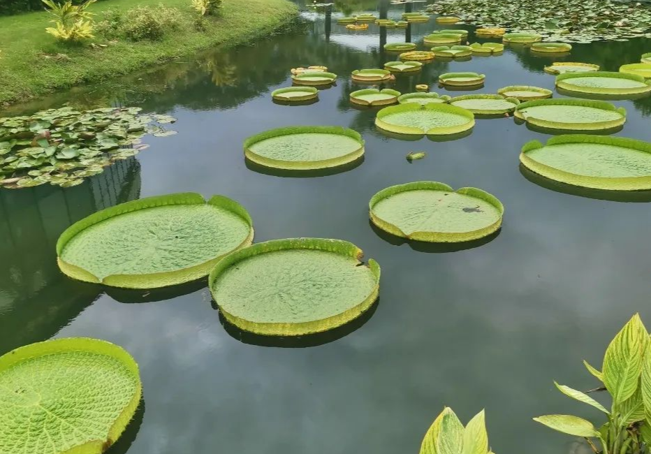 華南國家植物園“坐王蓮”活動等你來