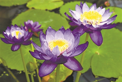華南國家植物園內(nèi)澳洲巨睡蓮已到最佳觀賞季、山稔正處于結(jié)果期