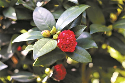 “植物界的大熊貓”杜鵑紅山茶 如何“飛入尋常百姓家”？
