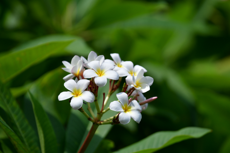 雞蛋花