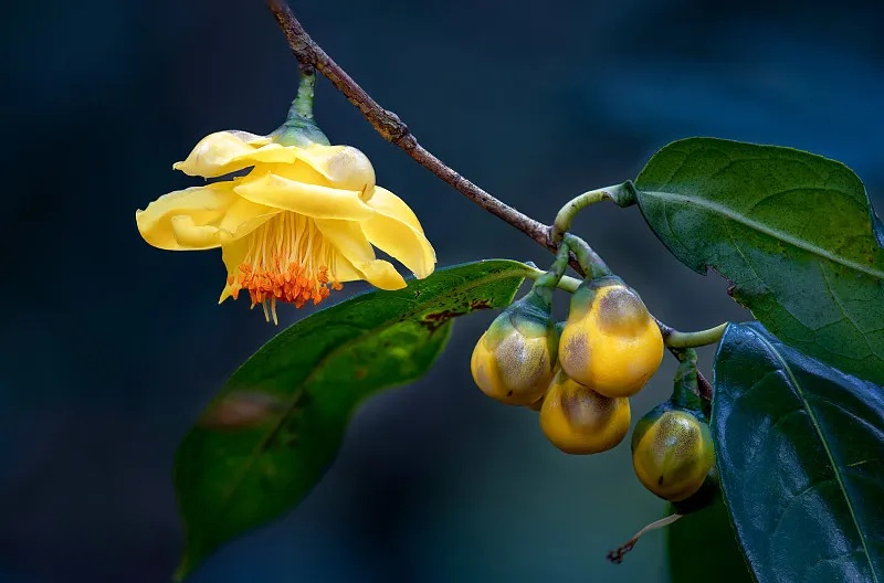 金花茶 | 黃金花開 花開新年