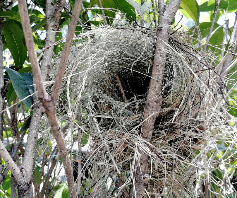 “靈鳥”降臨，守護(hù)萬物和諧共生的美麗家園