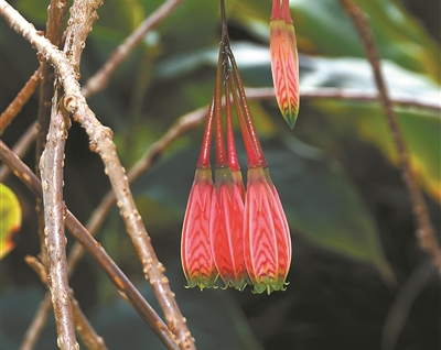 僅此一株！植物園“樹蘿卜”二度盛開