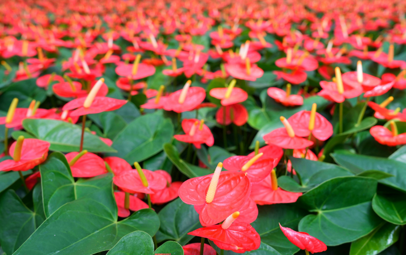 成為年輕人“夢中情花”，廣州紅掌走了二十年