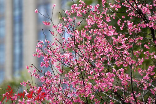 櫻花