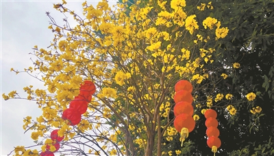 黃花風(fēng)鈴木