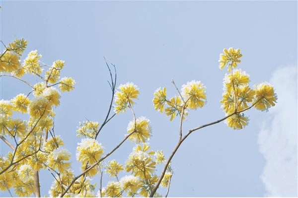 花開滿枝頭