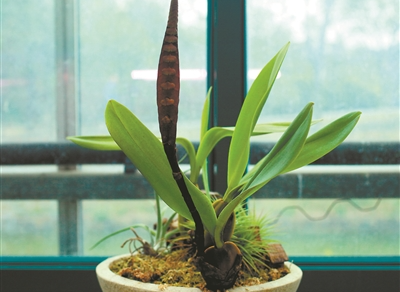 植物園里有“大眼鏡蛇”出沒？