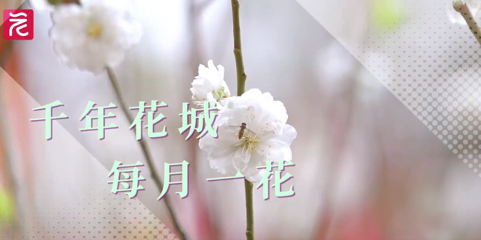 桃花：桃花流水窅然去，別有天地非人間