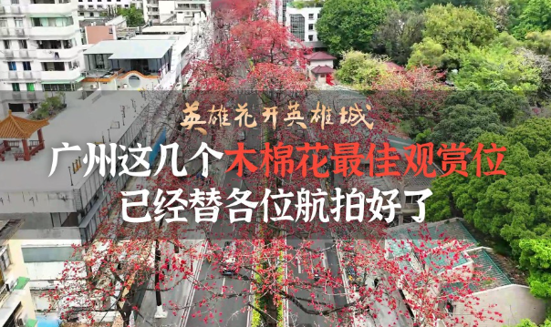 英雄花開英雄城︱廣州這幾個木棉花最佳觀賞位 已經(jīng)替各位航拍好了