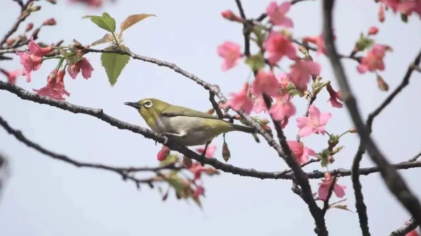 圖片