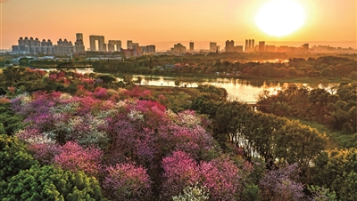 海珠濕地宮粉紫荊、櫻花盛放 油菜花進入花期