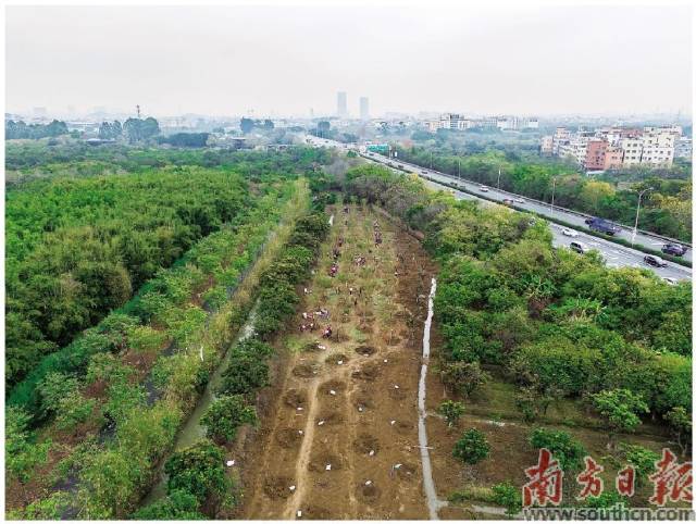 3月9日上午，在廣州海珠國(guó)家濕地公園二期，市民分工協(xié)作將樹(shù)苗種下。