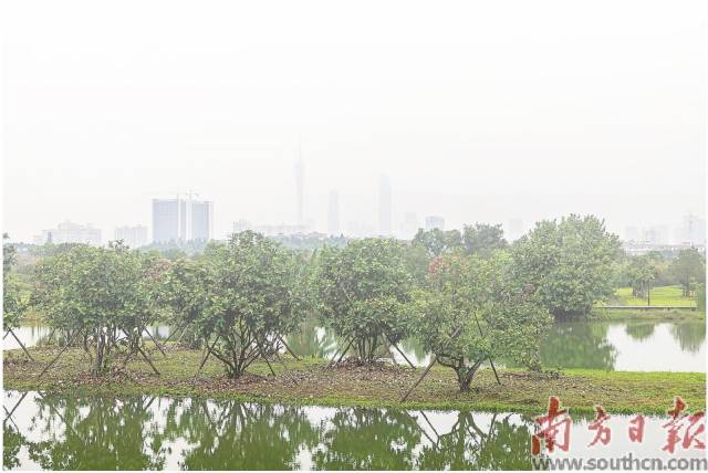 廣州海珠國(guó)家濕地公園二期。