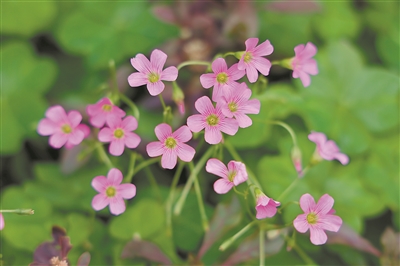 華南國家植物園里的酢漿草、鬼針草、鵝腸菜全開花啦……