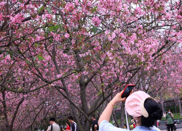春和景明，來黃埔吧！看櫻花盛放、禾雀飛舞