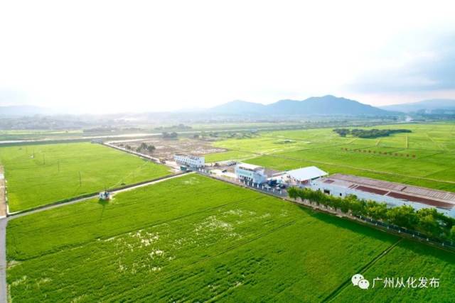 廣州從化：創(chuàng)建鄉(xiāng)村振興示范帶，推動(dòng)成為展示鄉(xiāng)村振興成果示范“窗口”
