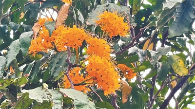 中國(guó)無(wú)憂花