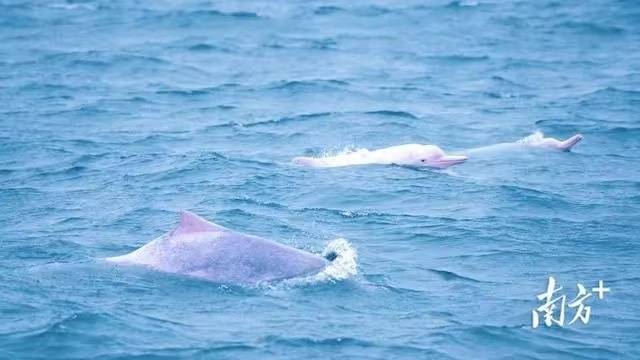 成群中華白海豚在雷州灣撒歡。吳東俊 攝