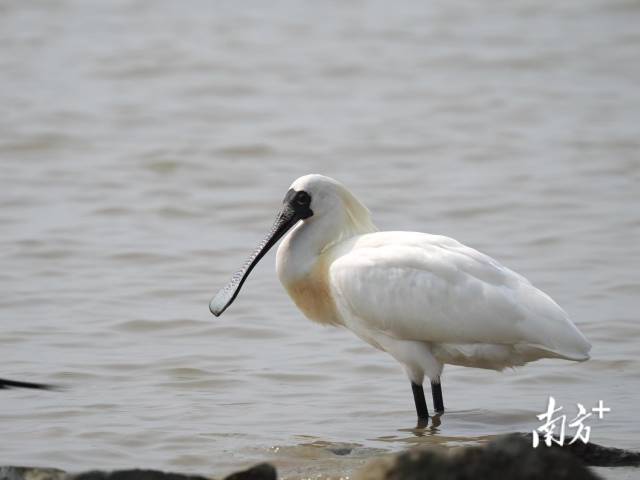 國家一級(jí)保護(hù)野生動(dòng)物黑臉琵鷺 卜標(biāo) 攝