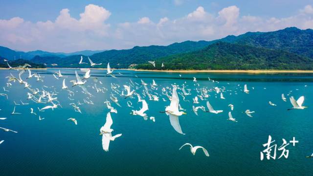 綠美廣東 生生不“稀” | 國際珍稀動物保護日