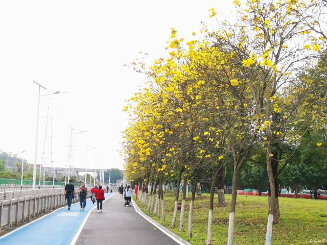 走碧道，賞春光！番禺這條碧道成市民休閑好去處