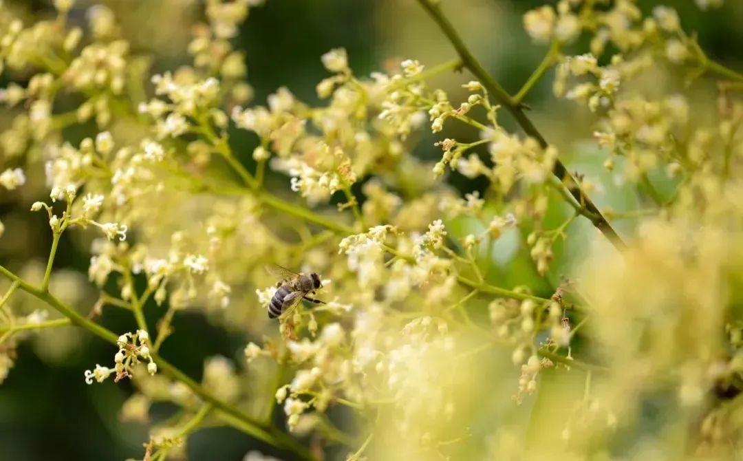 廣州從化：荔枝花盛開，養(yǎng)蜂人追花逐蜜忙