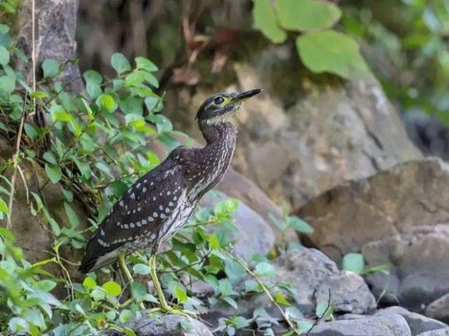 比大熊貓還稀有，“世界上最神秘的鳥”海南鳽神秘在哪里？