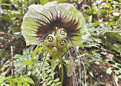 扇苞蒟蒻薯亮相華南國家植物園