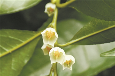 華南國家植物園：以“野外回歸”拯救植物瑰寶