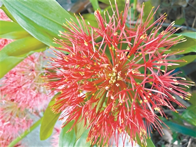 點燃夏日之火 網(wǎng)球花火紅亮麗