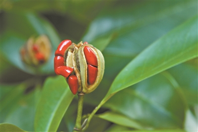 煥鏞木五月綻放芳華