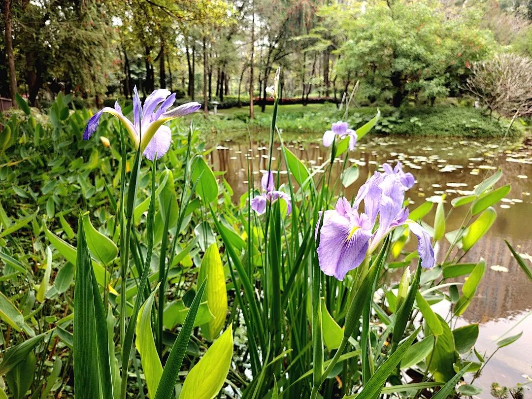 珠江公園：城市生態(tài)濕地 夏日美景即將回歸