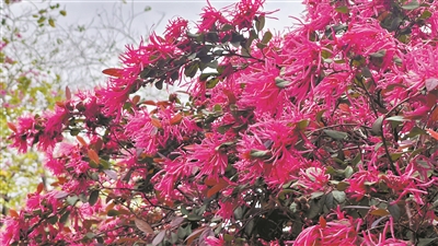 “紅彩木”初夏盛放