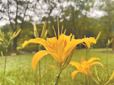 萱草花