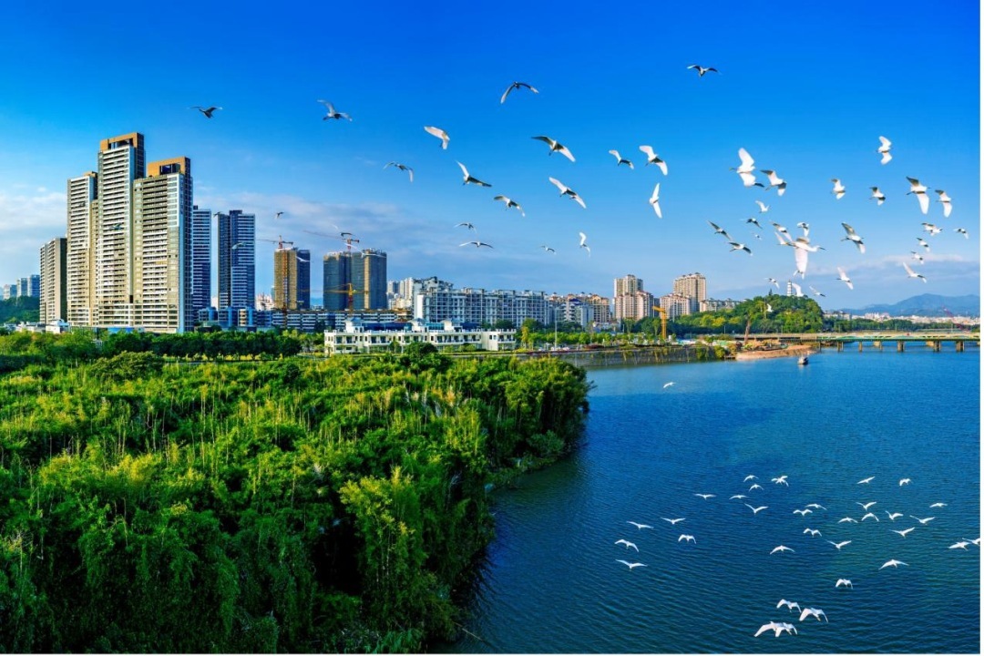 珍稀野生水鳥(niǎo)“安家入戶(hù)”……增江流域棲息鳥(niǎo)類(lèi)超190種