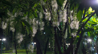 玉蕊花盛開，來這兒邂逅仲夏月夜綻放的精靈