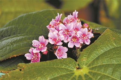 華南國家植物園迎來揭牌兩周年 2449種引種物種落戶植物園