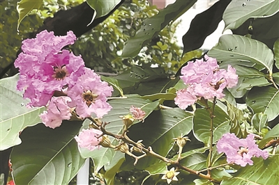 最美行道樹 “紫”為你綻放 大花紫薇鋪滿晴空下