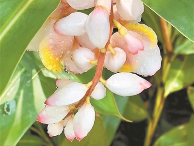 花朵如鈴鐺 周身都是寶
