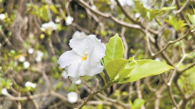 皺褶細(xì)膩 狗牙花如玉