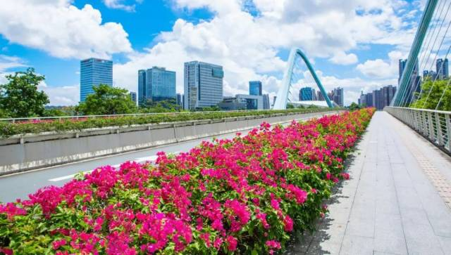 一起走花路！空中花廊“醉”美南沙